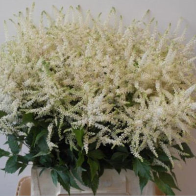 Astilbe Washington