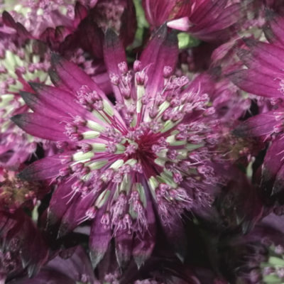 Astrantia Red