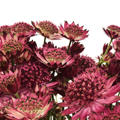 Astrantia Millionstars