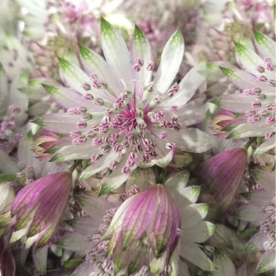 Astrantia Roma