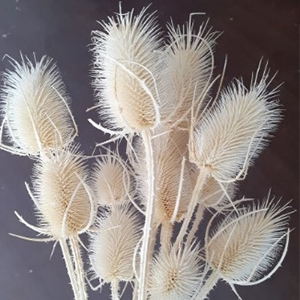 Bleached Product 2