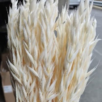 Bleached Product 5
