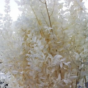 Bleached Product 6