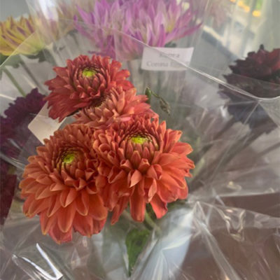Dahlia Fox Orange