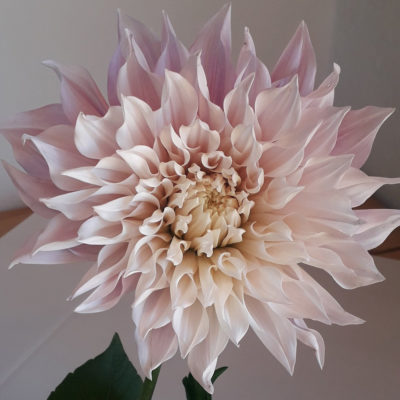 Dahlia Cafe Au Lait