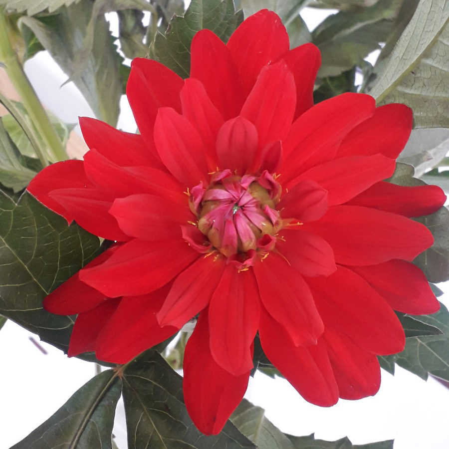 Dahlia Karma Amora