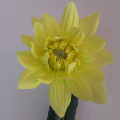 Dahlia Karma Moon Lady