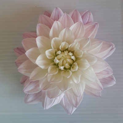 Dahlia Karma Prospero