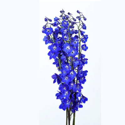 Delphinium Seawaltz
