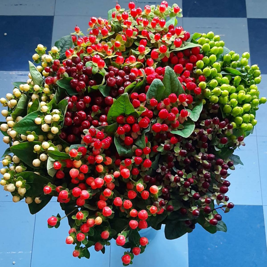 Hypericum Magical Series