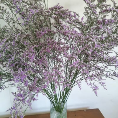 Limonium Blue