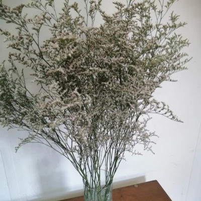 Limonium White