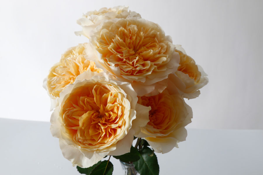 Effie - Image 3