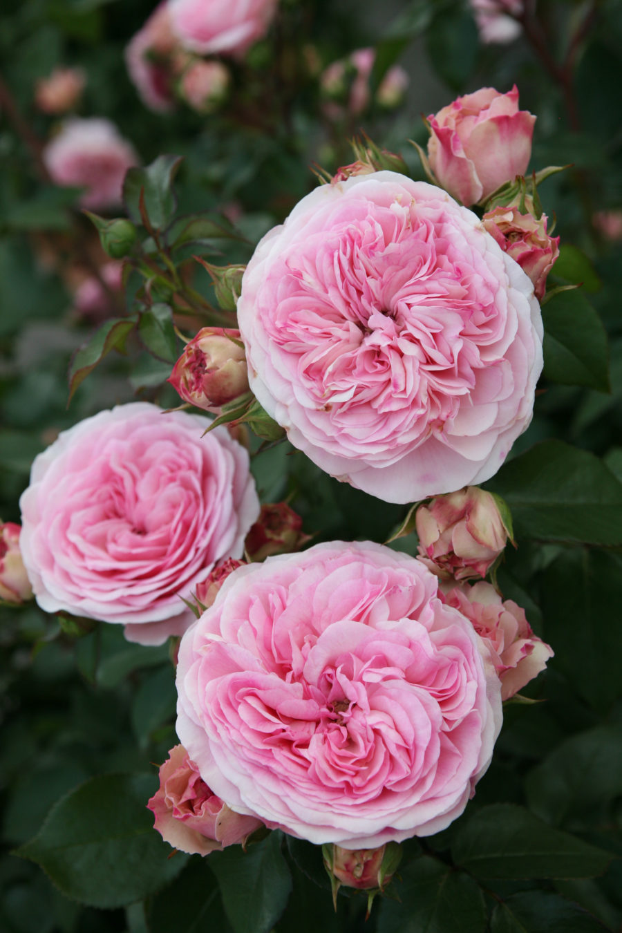 Maria Theresa - Image 3