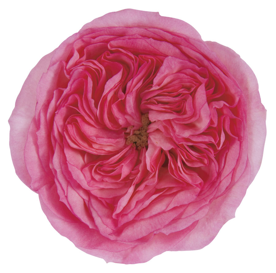 Maria Theresa - Image 5