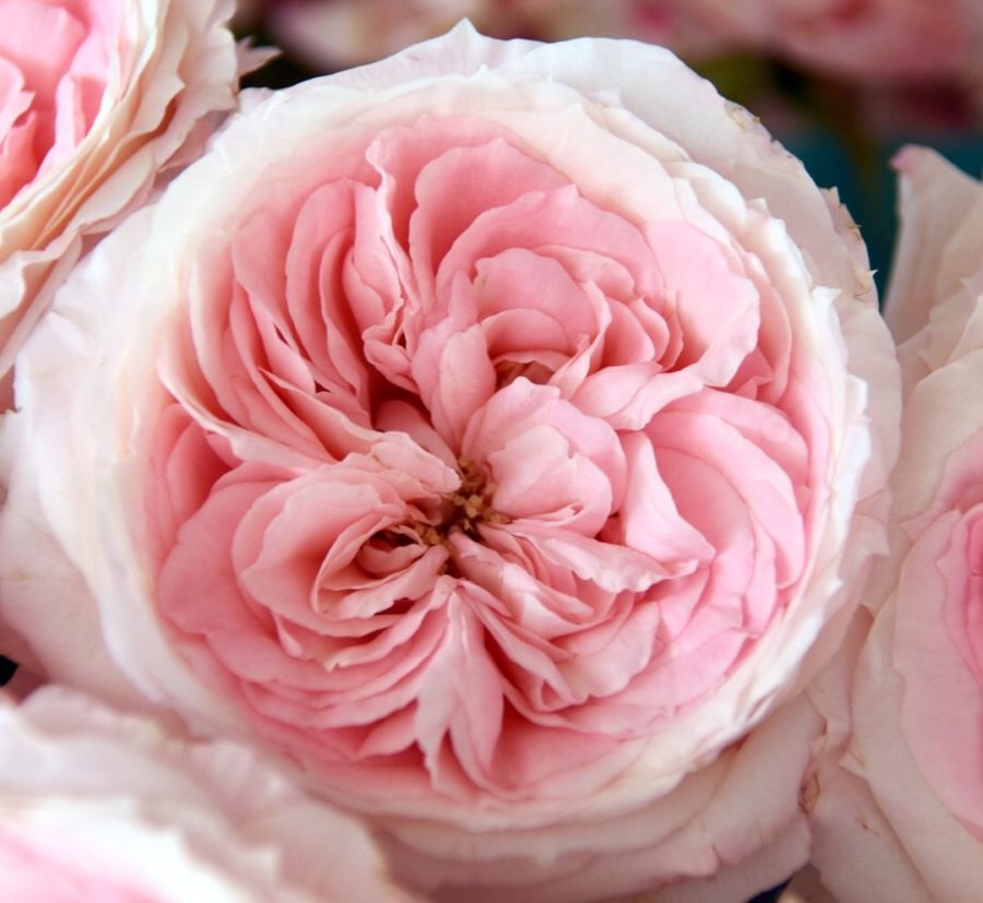 Mayra's Bridal Pink - Image 5
