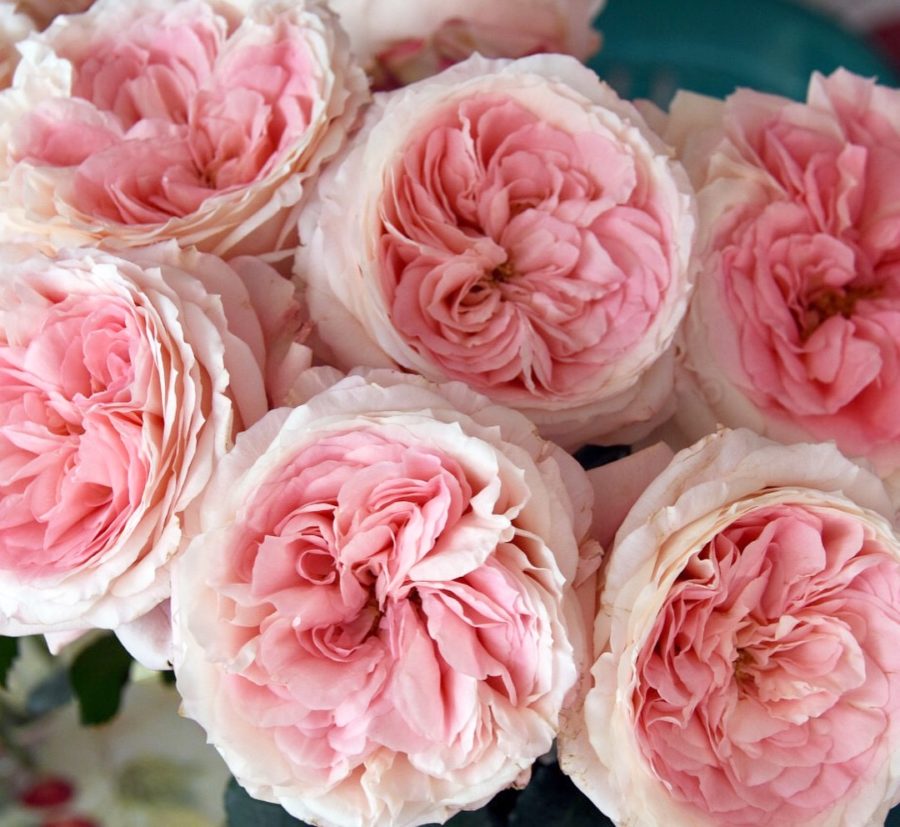 Mayra's Bridal Pink - Image 2