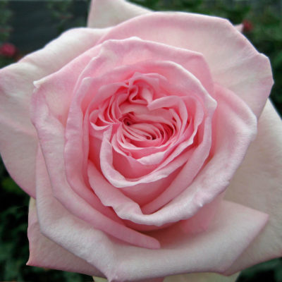 Pink O'Hara