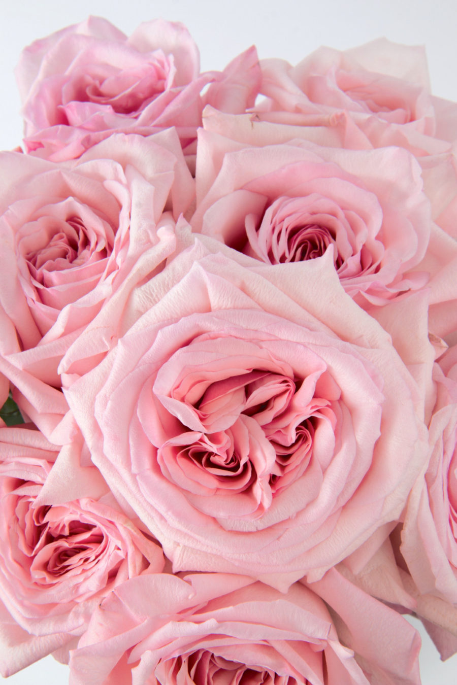 Pink O'Hara - Image 2