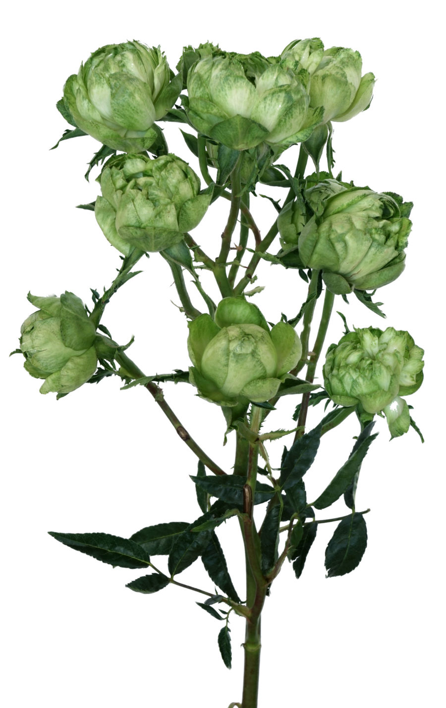 Midori - Image 4