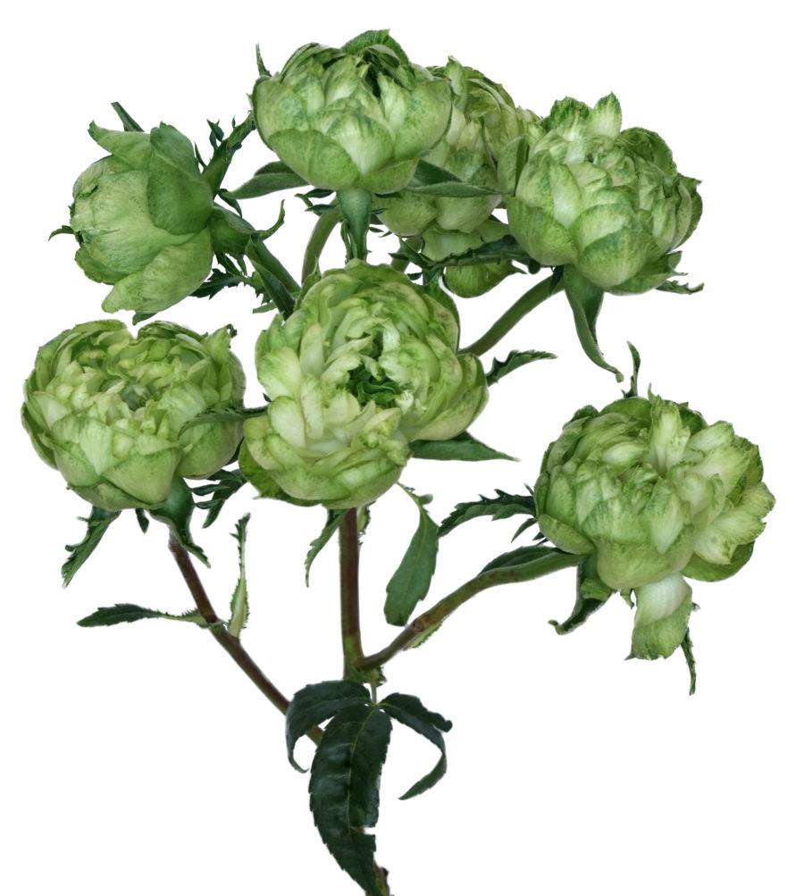 Midori - Image 2