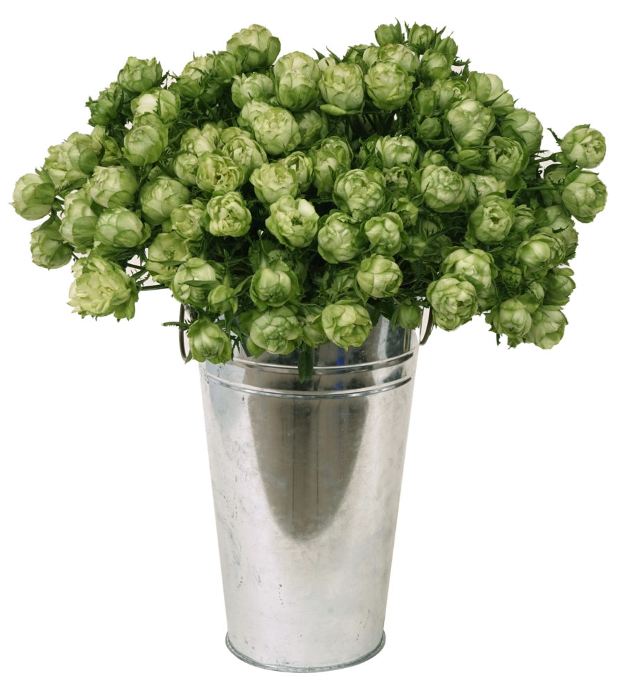 Midori - Image 3