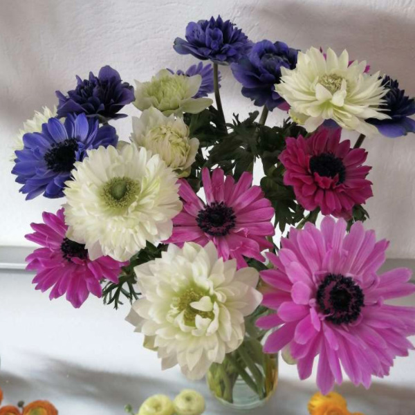 Anemone