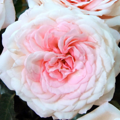 Mayra's Bridal Pink