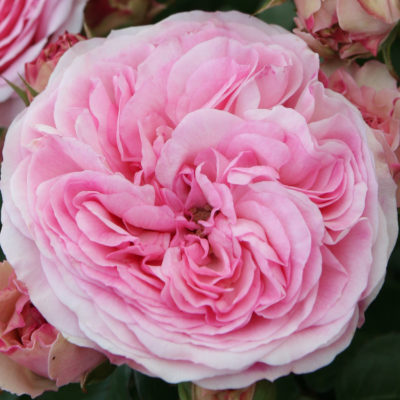 Maria Theresa