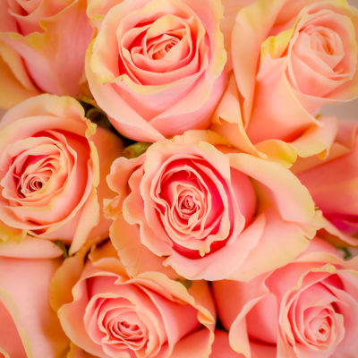 Pink Mondial