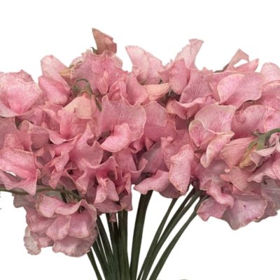 Sweet Pea Baby Pink - Tinted