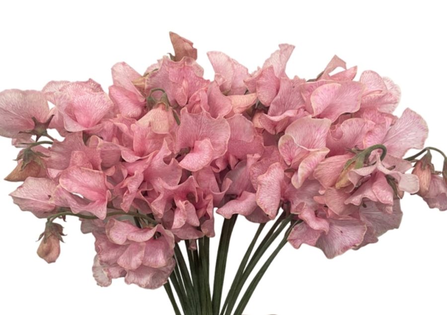 Sweet Pea Baby Pink - Tinted