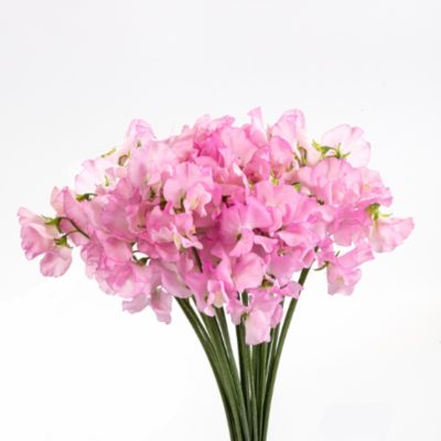 Sweet Pea Kaori