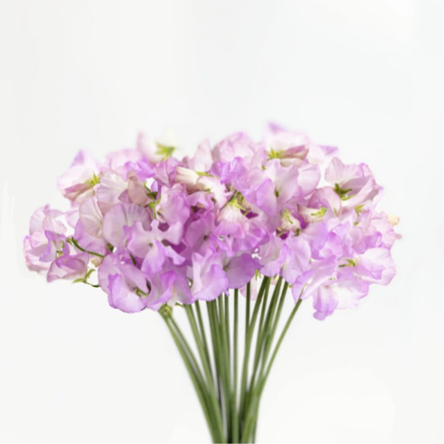 Sweet Pea Kasumi