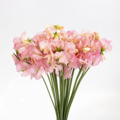 Sweet Pea Miki