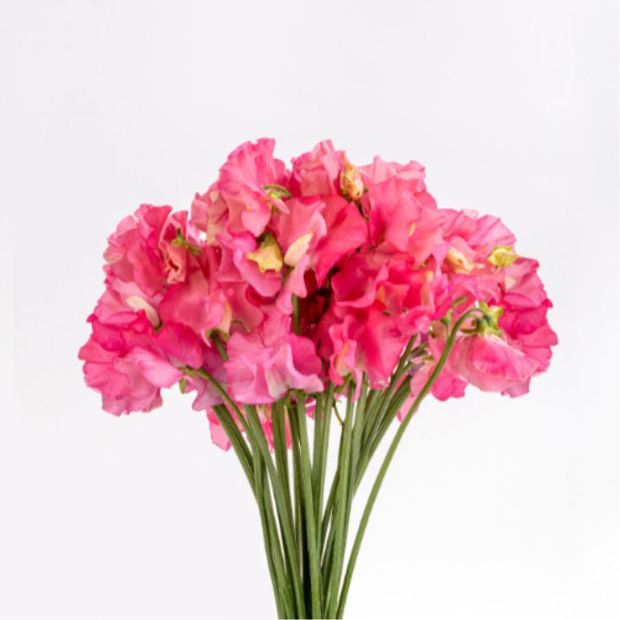 Sweet Pea Momoko