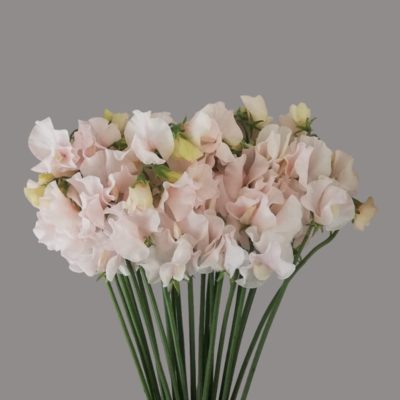 Sweet Pea- Tinted Pastel Pink