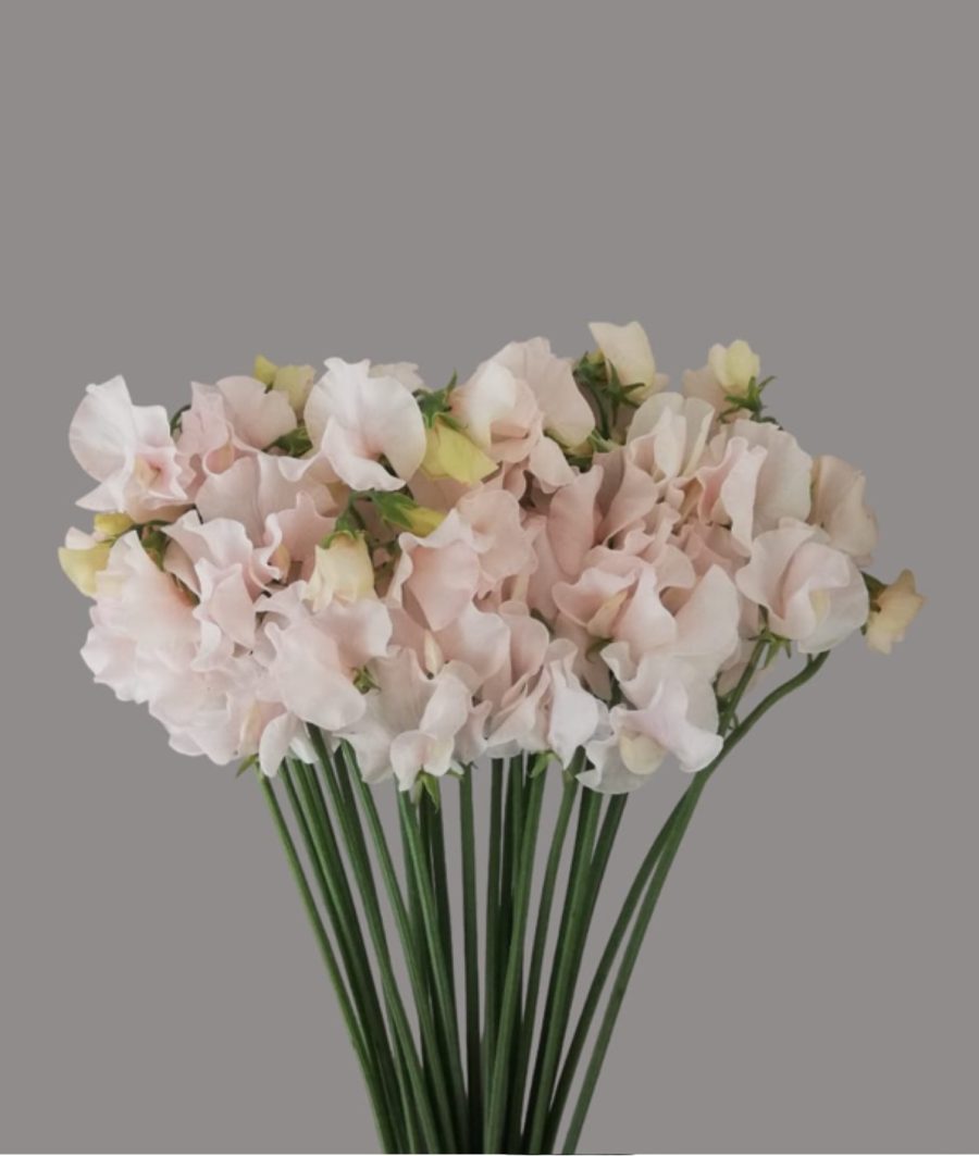 Sweet Pea- Tinted Pastel Pink