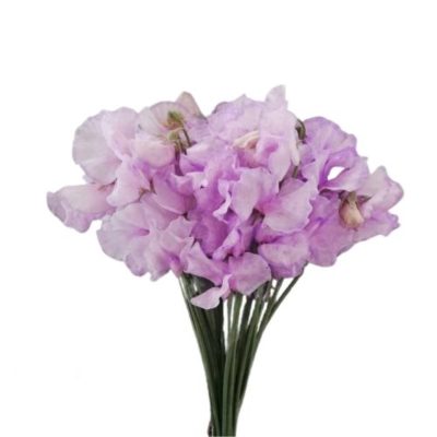 Sweet Pea Tinted- Light Violet
