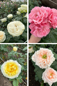 Four Different Garden Rose Varieties