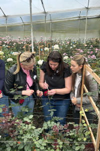 Three women watching the breeding process of a garden rose done by hand.