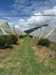 Picture of El Jardin Greenhouses.
