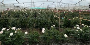 Garden Rose Greenhouse
