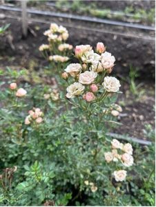 Mini Japanese Garden Spray Rose Trial Variety